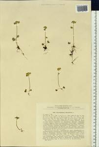 Chrysosplenium alternifolium L., Siberia, Chukotka & Kamchatka (S7) (Russia)