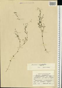 Arenaria serpyllifolia L., Eastern Europe, South Ukrainian region (E12) (Ukraine)