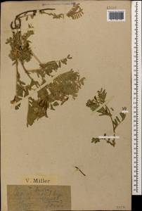Vicia variegata subsp. variegata, Caucasus, Krasnodar Krai & Adygea (K1a) (Russia)