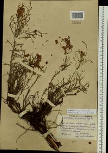 Atraphaxis decipiens Jaub. & Spach, Eastern Europe, Eastern region (E10) (Russia)