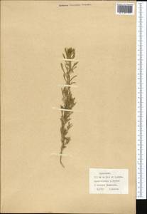 Delphinium, Middle Asia, Karakum (M6) (Turkmenistan)