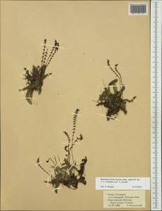 Austroblechnum penna-marina subsp. alpina (R. Br.) comb. ined., Australia & Oceania (AUSTR) (New Zealand)