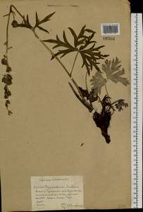 Delphinium laxiflorum DC., Siberia, Altai & Sayany Mountains (S2) (Russia)