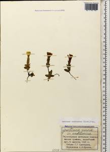 Gentiana verna subsp. oschtenica (Kusn.) Halda, Caucasus, Abkhazia (K4a) (Abkhazia)