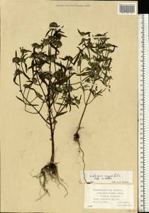Galeopsis angustifolia Ehrh. ex Hoffm., Eastern Europe, North-Western region (E2) (Russia)