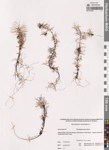 Myriophyllum verticillatum L., Siberia, Chukotka & Kamchatka (S7) (Russia)