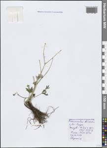 Ranunculus dissectus M. Bieb., Crimea (KRYM) (Russia)