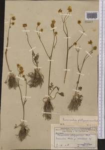 Ranunculus platyspermus Fisch. ex DC., Middle Asia, Caspian Ustyurt & Northern Aralia (M8) (Kazakhstan)
