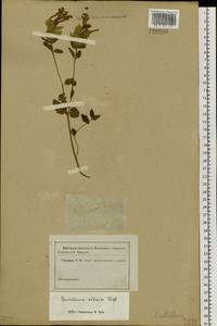 Scutellaria altaica Ledeb. ex Sweet, Siberia, Altai & Sayany Mountains (S2) (Russia)