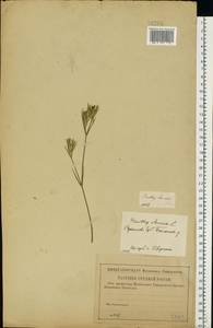 Dianthus pseudarmeria M. Bieb., Eastern Europe, Lower Volga region (E9) (Russia)