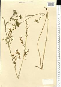 Kadenia dubia (Schkuhr) Lavrova & V. N. Tikhom., Siberia, Altai & Sayany Mountains (S2) (Russia)