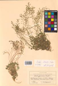 Draba ussuriensis Pohle, Siberia, Chukotka & Kamchatka (S7) (Russia)