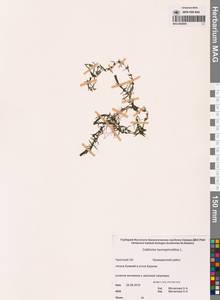 Callitriche hermaphroditica L., Siberia, Chukotka & Kamchatka (S7) (Russia)