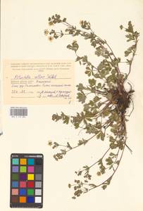 Potentilla collina Wibel, Eastern Europe, Western region (E3) (Russia)