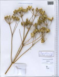 Prangos pabularia Lindl., Middle Asia, Pamir & Pamiro-Alai (M2) (Tajikistan)