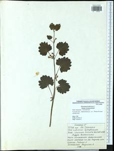 Glechoma hederacea L., Eastern Europe, Central region (E4) (Russia)