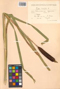 Typha latifolia L., Siberia, Russian Far East (S6) (Russia)