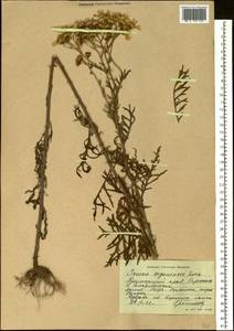 Jacobaea erucifolia subsp. argunensis (Turcz.) Veldkamp, Siberia, Russian Far East (S6) (Russia)