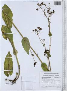 Bupleurum aureum Fisch., South Asia, South Asia (Asia outside ex-Soviet states and Mongolia) (ASIA) (China)
