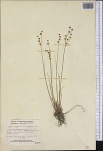 Juncus alpinoarticulatus subsp. rariflorus (Hartm.) Holub, America (AMER) (Canada)