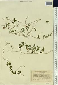 Linnaea borealis L., Siberia, Baikal & Transbaikal region (S4) (Russia)