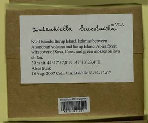 Iwatsukiella leucotricha (Mitt.) W.R. Buck & H.A. Crum, Bryophytes, Bryophytes - Russian Far East (excl. Chukotka & Kamchatka) (B20) (Russia)