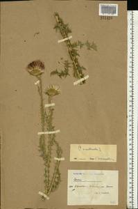 Carduus acanthoides L., Eastern Europe, North Ukrainian region (E11) (Ukraine)