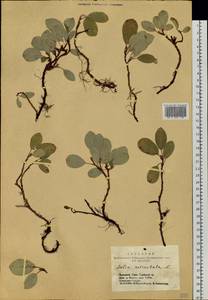 Salix reticulata L., Siberia, Altai & Sayany Mountains (S2) (Russia)