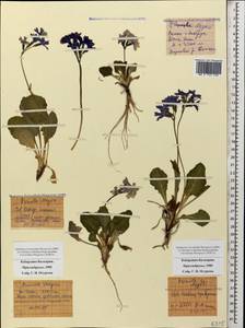 Primula amoena subsp. meyeri (Rupr.) Valentine & Lamond, Caucasus, Stavropol Krai, Karachay-Cherkessia & Kabardino-Balkaria (K1b) (Russia)