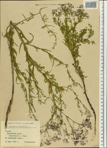 Gypsophila paniculata L., Eastern Europe, Latvia (E2b) (Latvia)