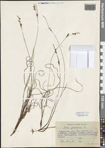 Carex globularis L., Siberia, Baikal & Transbaikal region (S4) (Russia)