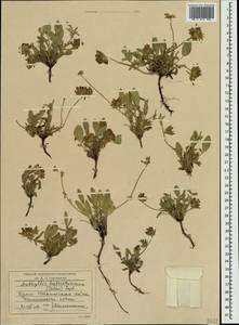 Anthyllis vulneraria subsp. pulchella (Vis.)Bornm., Crimea (KRYM) (Russia)
