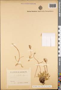 Campanula ciliata Steven, Caucasus, Krasnodar Krai & Adygea (K1a) (Russia)