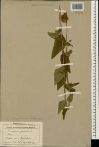 Campanula glomerata subsp. oblongifolioides (Galushko) Ogan., Caucasus, Stavropol Krai, Karachay-Cherkessia & Kabardino-Balkaria (K1b) (Russia)