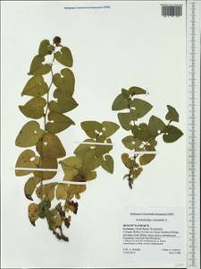 Aristolochia clematitis L., Western Europe (EUR) (Germany)