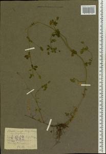 Medicago lupulina L., Eastern Europe, West Ukrainian region (E13) (Ukraine)