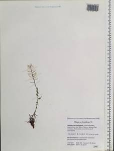 Noccaea thlaspidioides (Pall.) F.K.Mey., Siberia, Baikal & Transbaikal region (S4) (Russia)