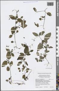 Pseudogalium paradoxum (Maxim.) L.E Yang, Z.L.Nie & H.Sun, Siberia, Russian Far East (S6) (Russia)