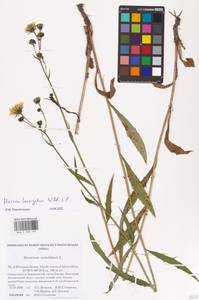 Hieracium laevigatum Willd., Eastern Europe, Northern region (E1) (Russia)