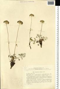 Pachypleurum mutellinoides (Crantz) Holub, Siberia, Chukotka & Kamchatka (S7) (Russia)