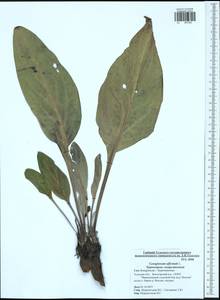 Cynoglossum officinale L., Eastern Europe, Central region (E4) (Russia)