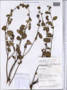 Waltheria communis A. St.-Hil., America (AMER) (Paraguay)