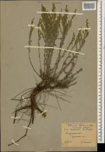 Artemisia lercheana Weber ex Stechm., Caucasus, Stavropol Krai, Karachay-Cherkessia & Kabardino-Balkaria (K1b) (Russia)