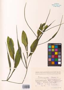 Potamogeton lucens L., Eastern Europe, Lower Volga region (E9) (Russia)
