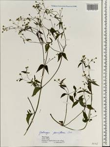 Galinsoga parviflora Cav., South Asia, South Asia (Asia outside ex-Soviet states and Mongolia) (ASIA) (Nepal)