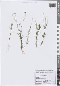 Stellaria peduncularis Bunge, Siberia, Central Siberia (S3) (Russia)