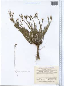 Linum corymbulosum Rchb., Crimea (KRYM) (Russia)