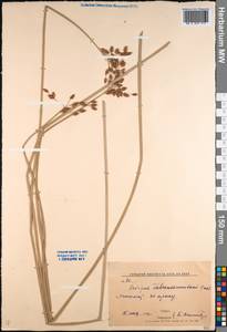 Schoenoplectus tabernaemontani (C.C.Gmel.) Palla, Middle Asia, Syr-Darian deserts & Kyzylkum (M7) (Uzbekistan)