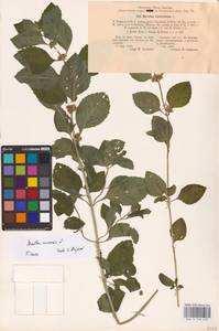 Mentha arvensis L., Eastern Europe, North-Western region (E2) (Russia)