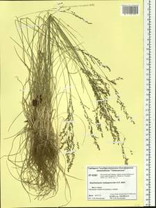 Deschampsia cespitosa subsp. cespitosa, Siberia, Central Siberia (S3) (Russia)